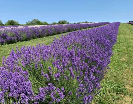 Lavender fields in niagara on the lake during a day trip