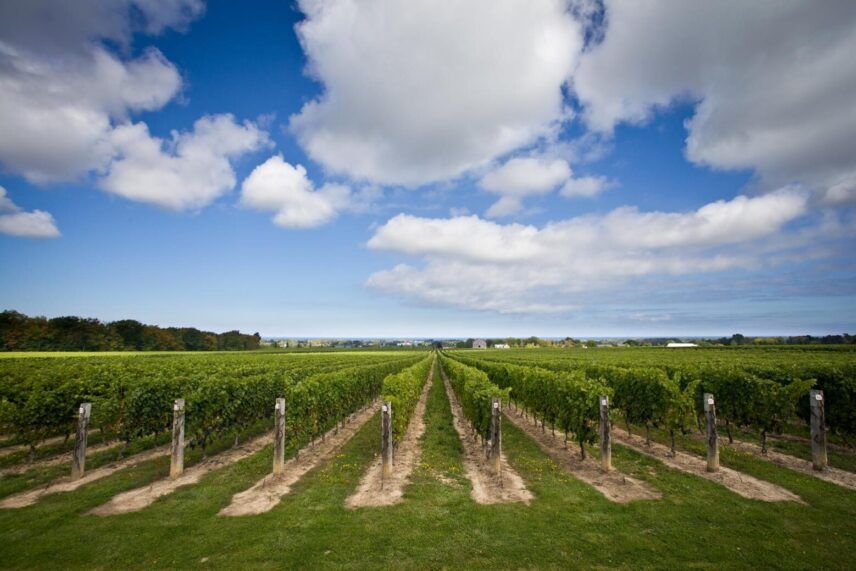 The vineyards at a winery in Niagara-on-the-Lake.