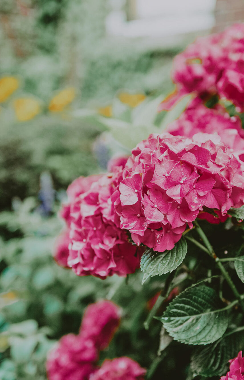Pink flowers found near the Poolside Patio at the Pillar & Post in Niagara-on-the-Lake