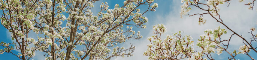 Spring blossoms near Jordan House Tavern & Lodging in Jordan Station