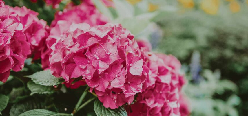 Monet-Inspired wedding gardens in Niagara-on-the-Lake – Vintage Hotels