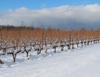 Winter vines in the Niagara Benchlands