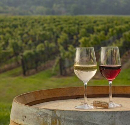 Glasses of wine in a Niagara vineyard during a fall wine tour
