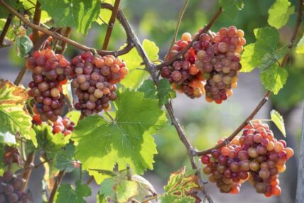 Vineyard in the Niagara Region