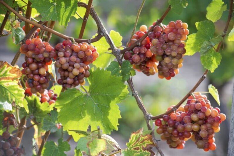 Vineyard in the Niagara Region