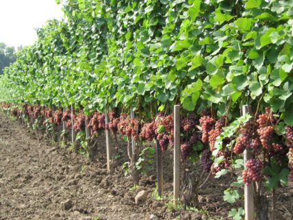 Grape vines at Queenston Mile Vineyard in Niagara on the Lake