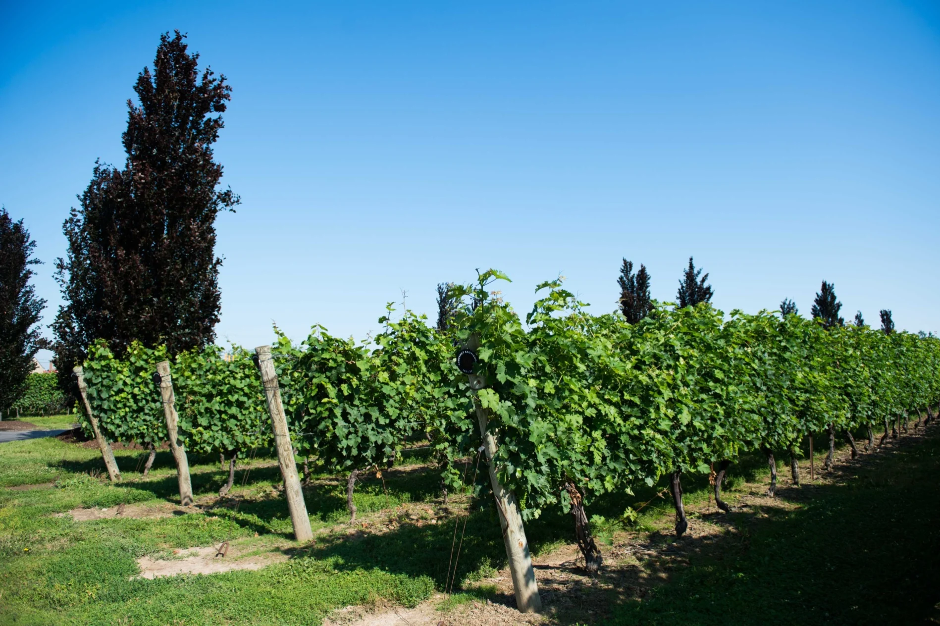 Vines in a winery in the Niagara Region