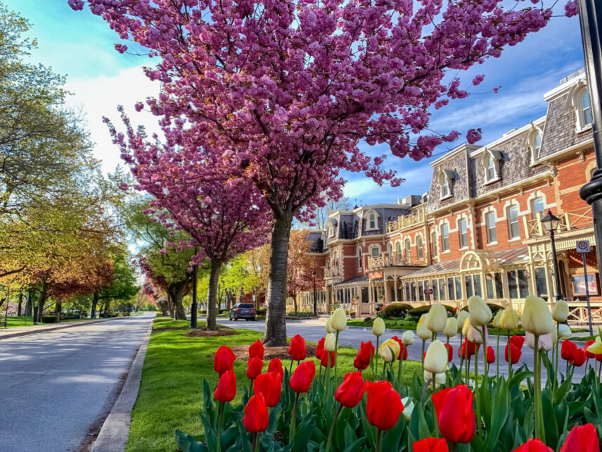 Cherry Blossoms blooming near the Prince of Wales hotel in Niagara on the Lake