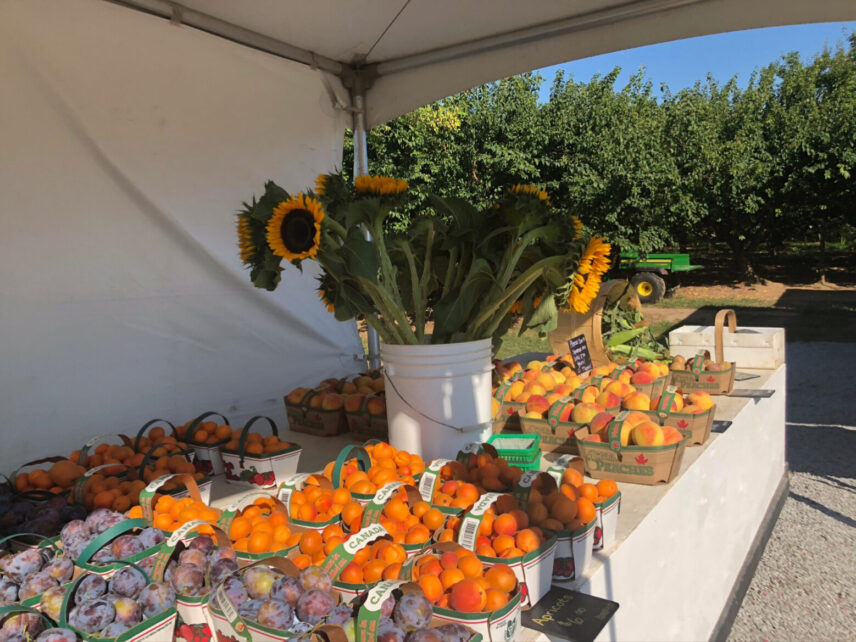 Fruit picked for a Niagara on the Lake fruit festival