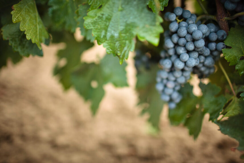 Grapes before harvesting in the Fall