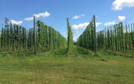 Vines at GoodLot Farmstead Brewing Company, a brewery in Caledon, Ontario
