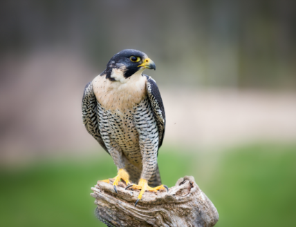 A Peregrine Falcon, one of the birds to see in the Niagara Benchlands