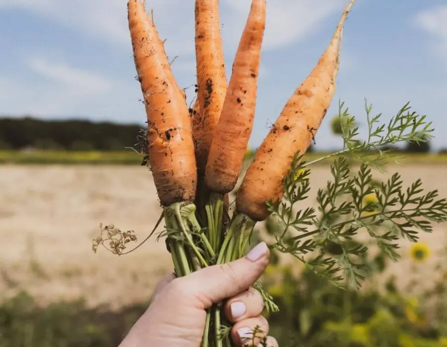 A person holds a crop of carrots in their hands
