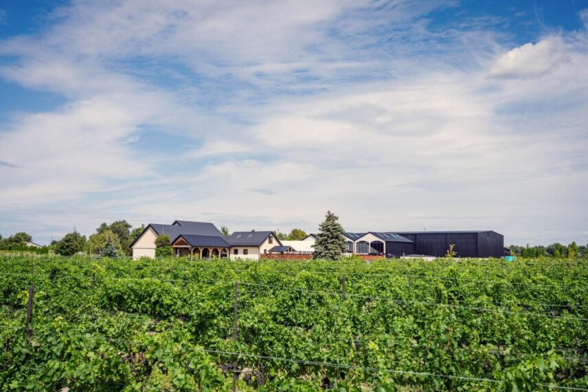 Vineyard weddings at Big Head Wines in Niagara.
