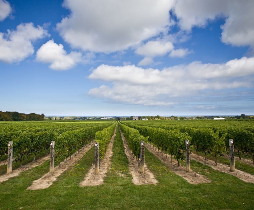 Explore Wineries across Niagara-on-the-Lake