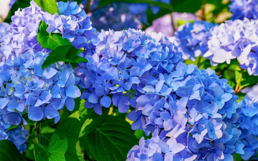 Summer Care Tips to Keep Your Hydrangeas Happy from Clippings Floral Design