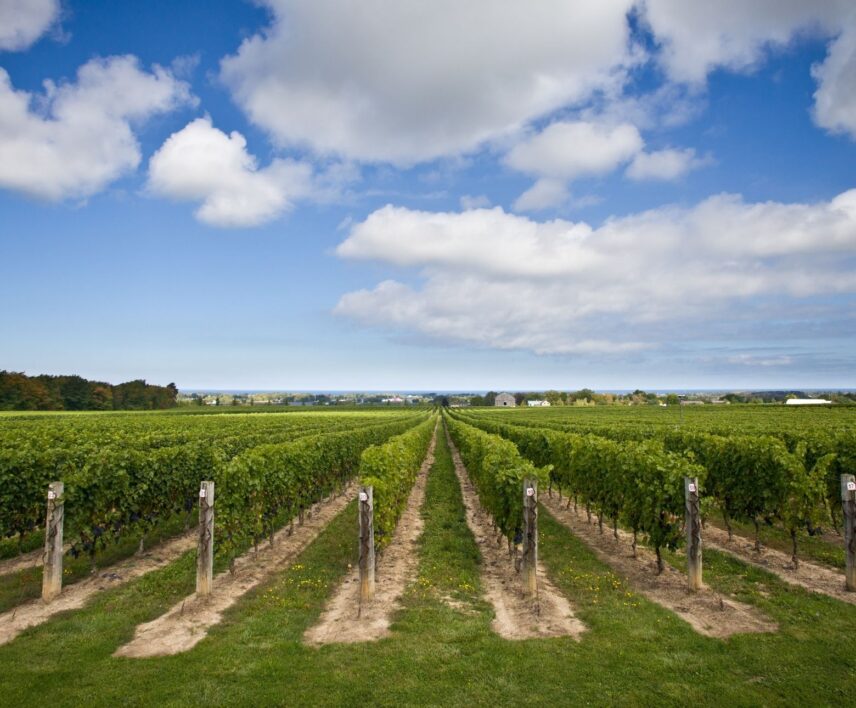 Vineyard in Niagara-on-the-Lake.