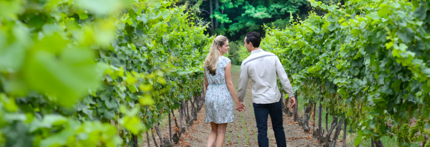 Couple walking through vineyard in the Niagara Benchlands