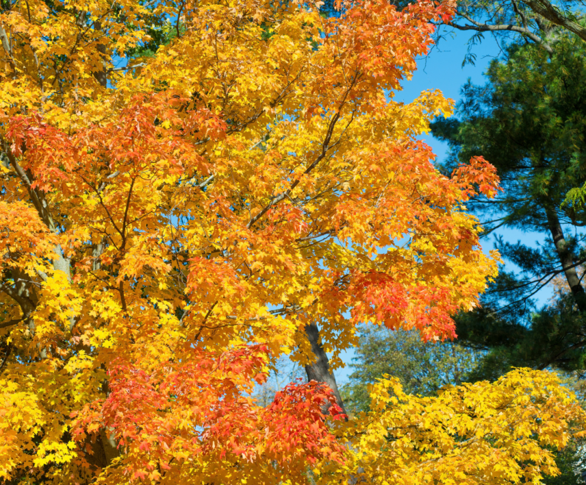 Fall colours in Niagara-on-the-Lake