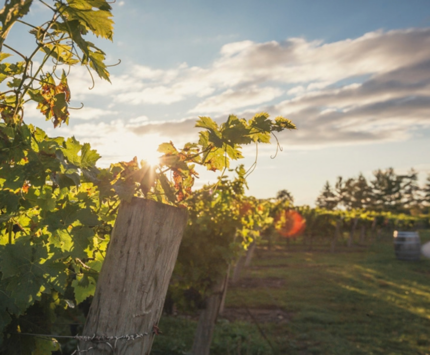 Fall vines in Niagara vineyard